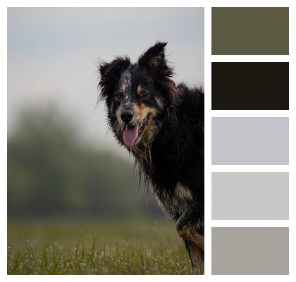 Border Collie Pet Dog Image